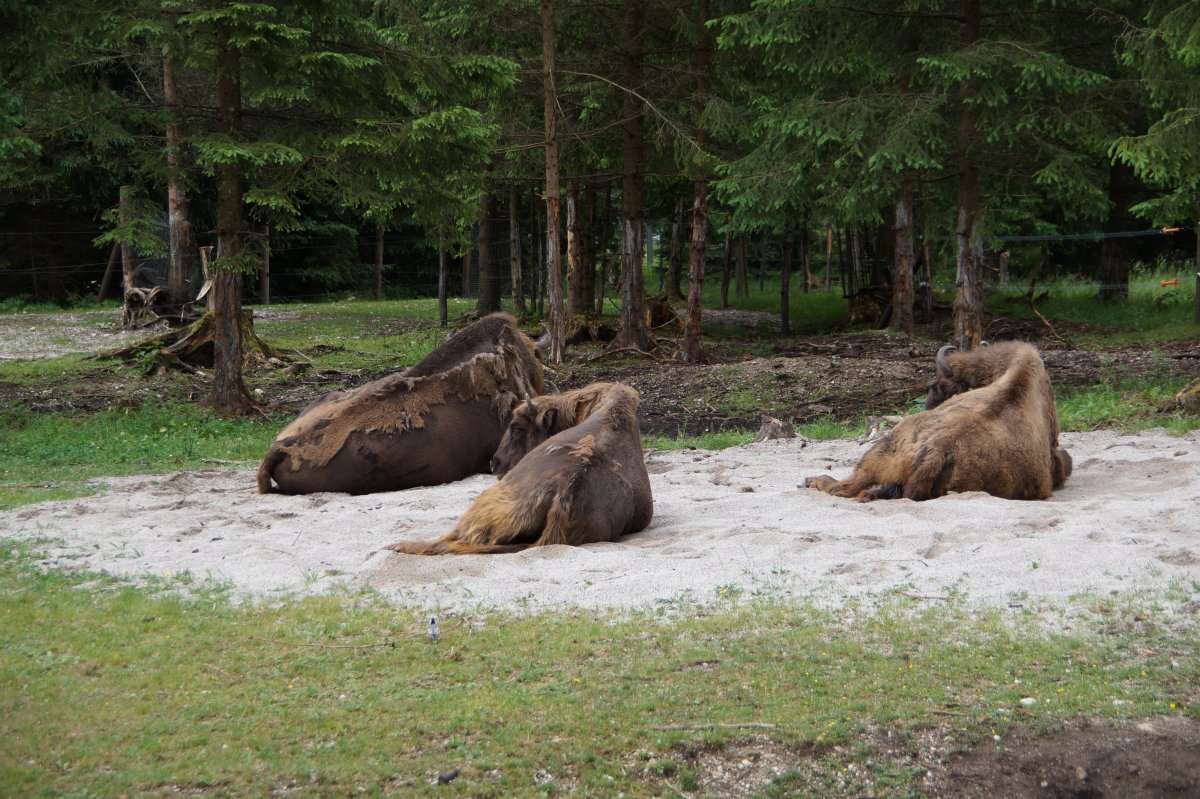 Wildpark 2019
